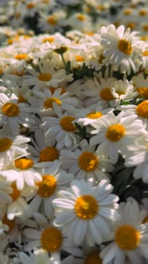 Daisies in Bloom during Daytime