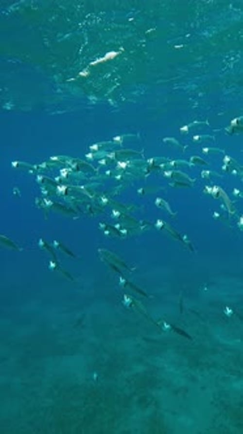 School of Striped Mackerel sparkling in bright sunrays swims and filtering for plankton