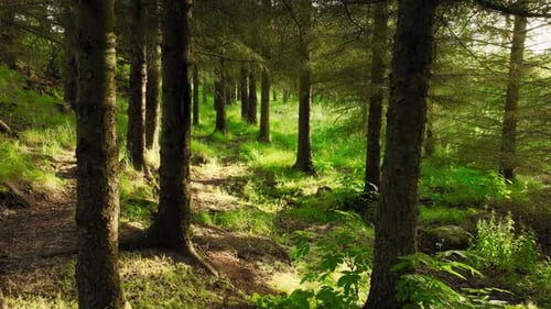 Magical Summer Morning In The Forest Magnificent Green Pine Trees At Sunny Weather