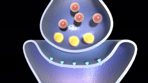 Synapse neurale libérant des neurotransmetteurs à travers l'espace synaptique