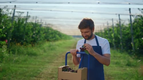 Un agrario pone cerezas frescas en una caja en Sunny Outdoors Modern Green