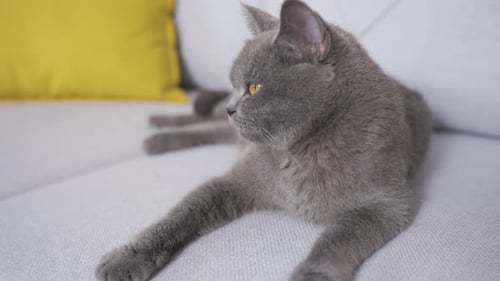 Gray Cat Resting Peacefully on a Gray Couch