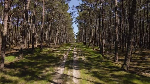Vue 4K d'une route sale au milieu d'une forêt de pins, caméra avancée, 60 images par seconde.
