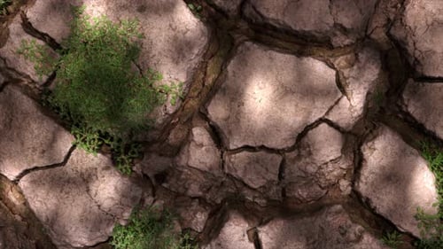 A Dying Plant in Arid Soil the Concept of Drought Climate Change and Global Warming Environment