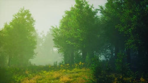 A Misty Forest with a Dense Canopy of Trees