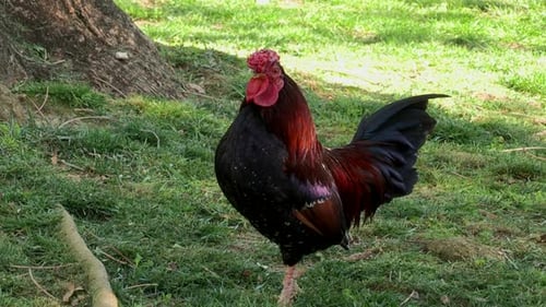 Close Up Of A Rooster Crowing On A Bright Sunny Morning.