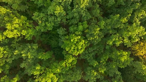 Forest Autumn Nature Sunset Tree Wood Flower Plant Branch