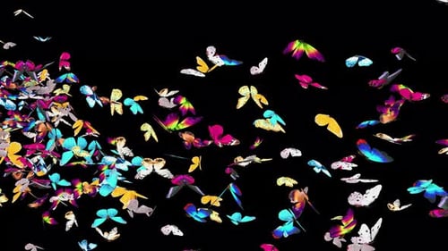 Vibrant Butterflies Flying Transition Overlay with Alpha Channel