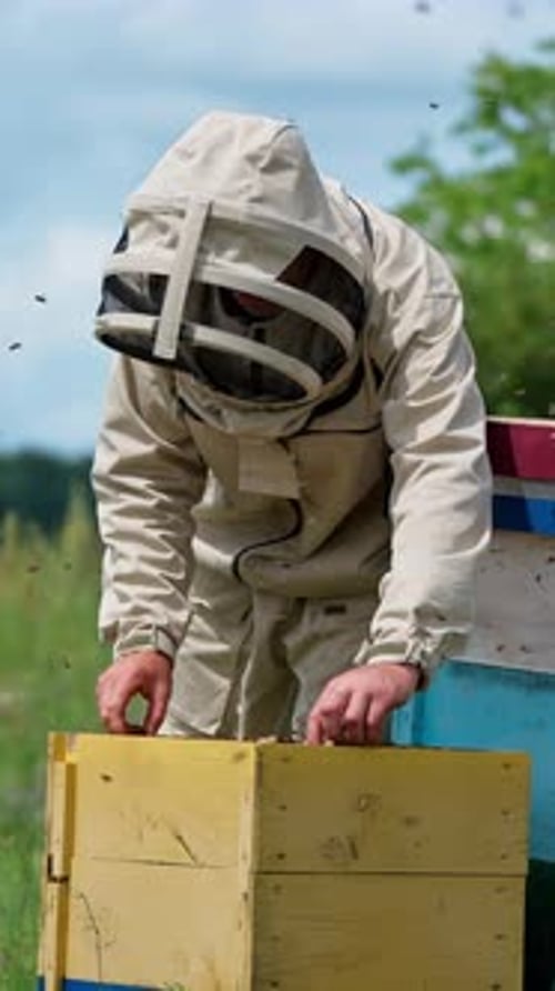 Busy beekeeper working at apiary with lots of bees flying around.
