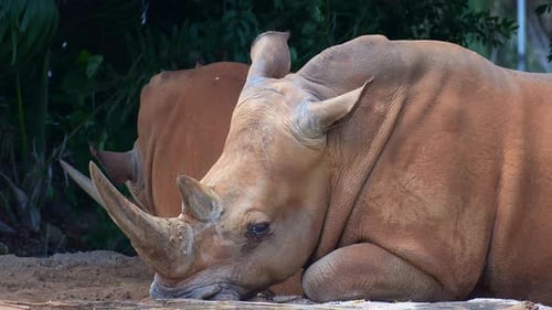 Ein südländisches Breitmaulnashorn (Ceratotherium simum simum) ruht auf dem Boden und dreht seine Ohren wie