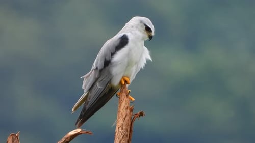 Black-shouldered Kite Bird Perched in Natural Setting