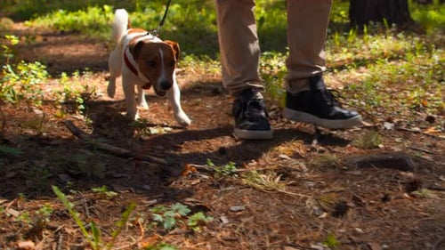Happy active dog on a leash running on a forest path