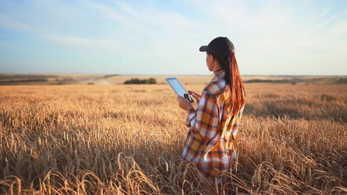 Woman Agronomist Farmer Stands and Holds Tablet in Her Hands Checks Harvest in Wheat Field