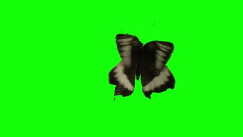 Green Scren Butterfly Spill Suppressor Need If Use Matte Chromakey Object Vol1