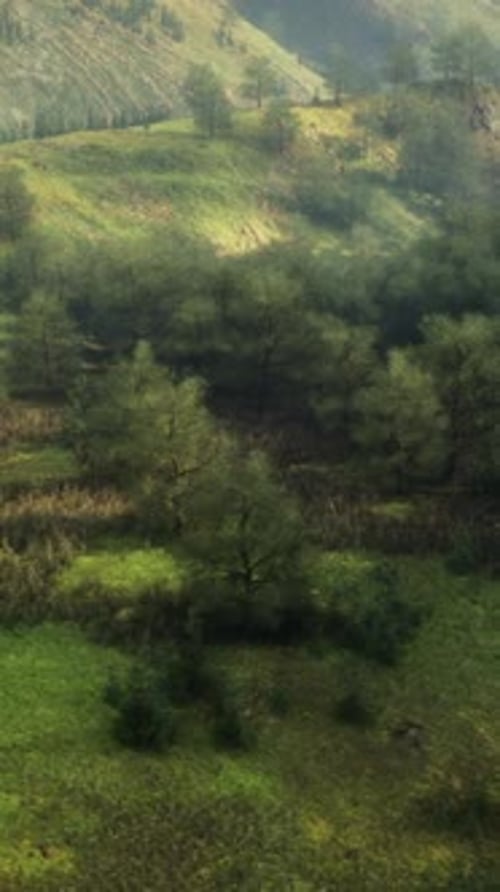 Aerial View of Lush Green Forest in German Alps