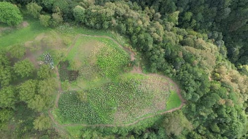 Aerial View of Green Cultivated Field in Rural Setting