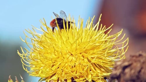 Eine Hummel landet auf einer gelben Löwenzahnblüte, bestäubt sie und fliegt davon.