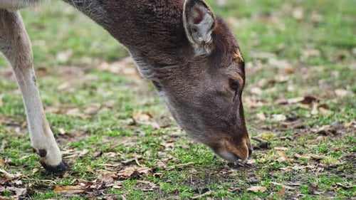 Deer Grazing Peacefully in a Green Meadow