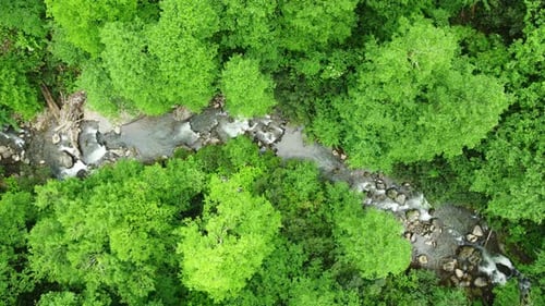 River in Forest Nature Morning Magical Aerial Landscape in Green Rainforest Trees