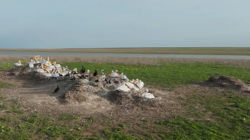 Nesting Colony of Curlew Pelicans and Big Cormorants Wild Birds Incubating Eggs on Nests Slow Motion