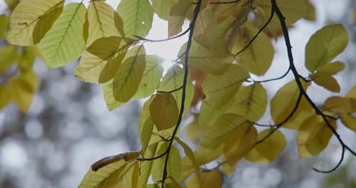 Yellowed Autumn Leaves on a Tree Branch in a Park or Forest on an Autumn Day