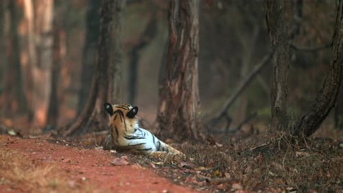 Königlicher Bengalischer Tiger ruht sich im Schatten des Dschungels aus