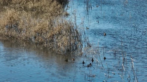 Ducks Swimming On Lake at Bell Slough Wildlife Management Area In Mayflower, Arkansas. drone shot