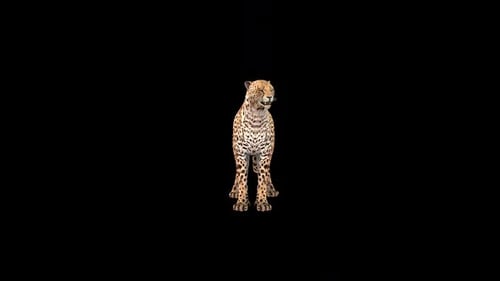 Cheetah Idle Front