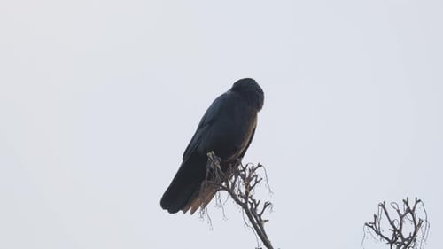 Pájaro negro, torre o cuervo sentado en una rama en lo alto de un árbol