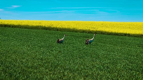 Common Cranes Walking Through Green and Yellow Farmland Under Blue Sky Grus Birds Exploring Rural