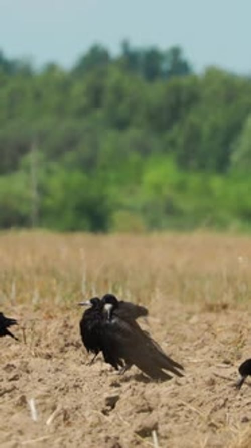 Flock of Black Birds Gathering in Agricultural Field