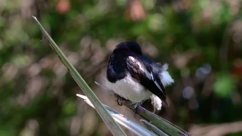 The Oriental magpie-robin is a very common passerine bird in Thailand in which it can be seen anywhe
