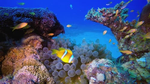 Underwater Marine Tropical Life Clownfish
