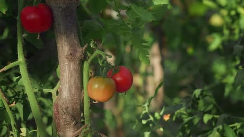 Hand Picking Ripe and Yellow Tomatoes 4K