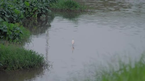 Seidenreiher (Egretta Garzetta), der in einem Teichwasser spaziert. Ein weißer Vogel, der in einem See nach Beute sucht
.