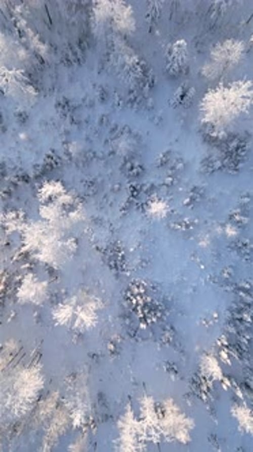 Frosty Trees in Frozen Winter Forest on Sunny Day