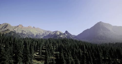 Majestic Mountain Range with Dense Pine Forest Under Clear Blue Sky