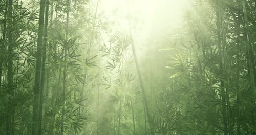 Bamboo Forest Bathed in Soft Sunlight Creates a Serene Atmosphere