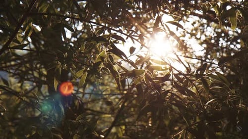 Sunlight Rays Shine Through Tree Branches and Green Leaves in Sunny Morning at Summer Season, Golden
