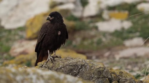 Caracara-Vogel, der auf einem moosigen Felsen steht und ruft, Falklandinseln