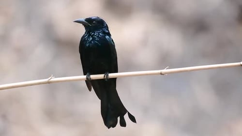 El Drongo de cresta peluda o es un ave de Asia de la familia Dicruridae que era conespecífica con D.