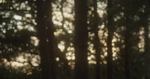 Abstract Autumn Blurred Forest Background - Bokeh Woods - panning