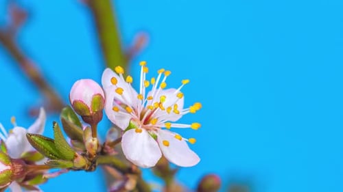 White Blossoms Blooming in Spring Time-Lapse