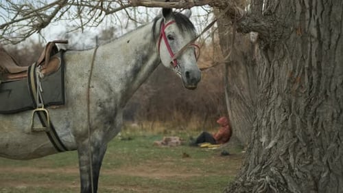 Gray horse close-up in saddle and bridle tied to a tree stands waiting for the rider who is resting