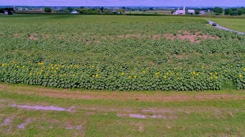 An Aerial View of a Sunflowers Blooming in Rows in a Field on a Sunny Day