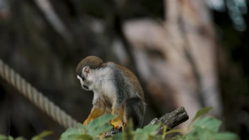 Vue statique d'un singe-écureuil (Saimiri) Costa Rica