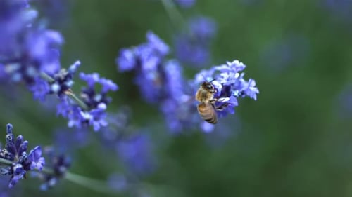 Close Up of Bee on Lavender Flowers,