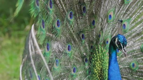 Peacock Displaying Vibrant and Colorful Feathers
