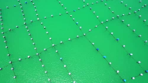 Uma grande fazenda de mexilhões em Rayong, Tailândia