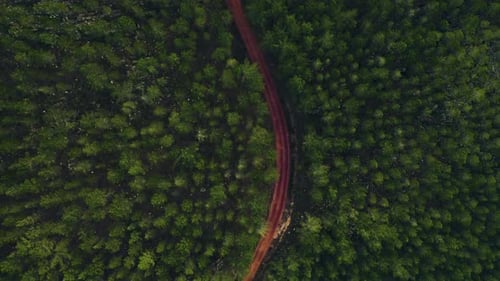 4k drone footage of trees in a forest as seen from above